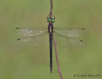 Somatochlora tenebrosa, female